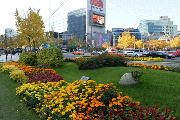 Thảm cỏ hoa trên đại lộ Sejong Daero